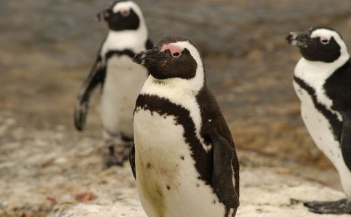 Для высиживания яиц пингвины используют фекалии