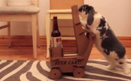 Мужчина научил кролика привозить ему пиво