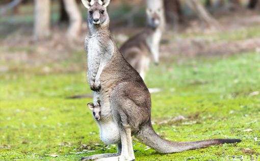 ISIS планировало "кенгуру-теракт" в Австралии