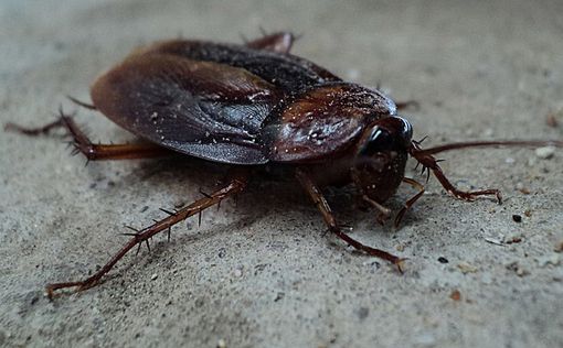 Бразилец взорвал свой газон в попытке убить тараканов