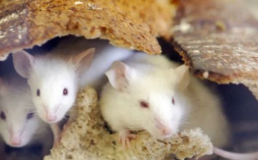 Аргентинские копы говорят, что мыши съели 540 кг конопли