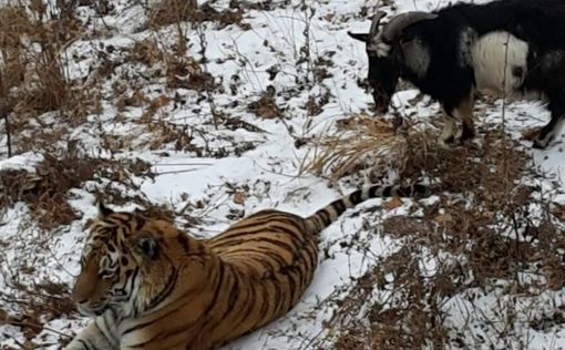 В России тигр подружился с отданным ему на обед козлом