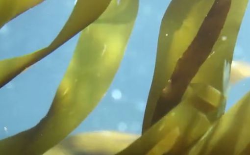 Капсулы из морских водорослей заменят пластик