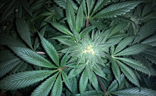 В Латвии предложили легализовать марихуану