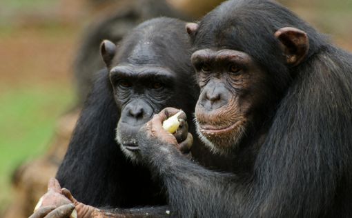 Суд Нью-Йорка не признал двух обезьян личностями