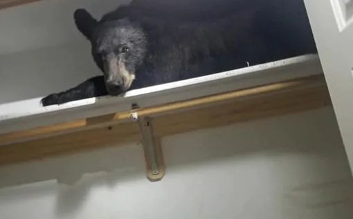 В Магадане полицейские застрелили медведя
