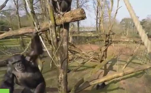 Шимпанзе сбил беспилотник в нидерландском парке