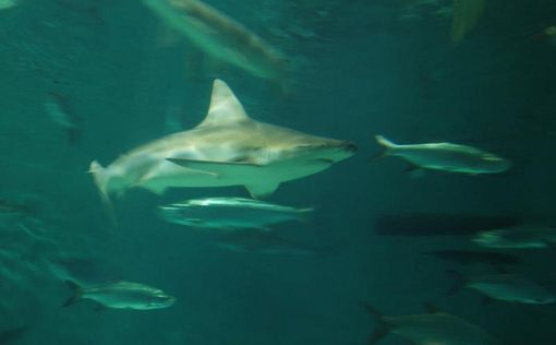 Исследователи обнаружили "карманную" акулу