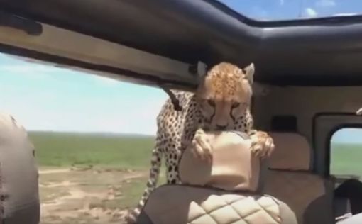 Видео: гепард запрыгнул в джип к туристу