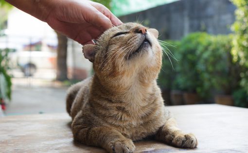 Гладить кошек опасно для здоровья