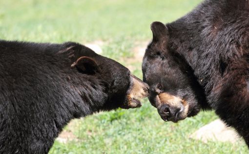 США: Медведи устроили боксерский поединок прямо на улице