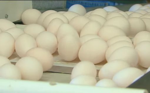 В Израиле проданы десятки тысяч яиц, зараженных сальмонеллой