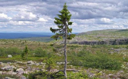 Обнаружено древнейшее живое дерево на Земле