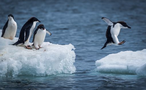 Пингвинам угрожает вирус птичьего гриппа