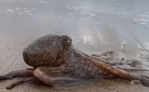На пляж Герцлии выбросило гигантского осьминога: видео