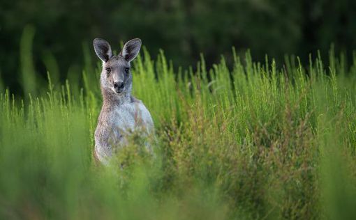 Жители австралийского города страдают от нашествия кенгуру