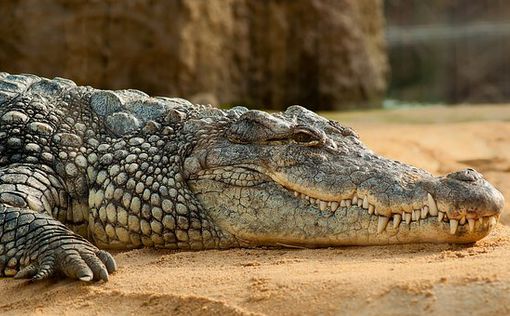 В Австралии тело пропавшего рыбака нашли внутри крокодила