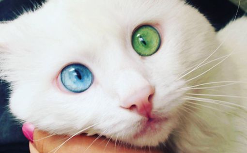 "Самый красивый кот в мире" живет в Турции
