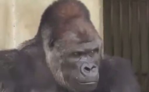 Самец гориллы стал объектом воздыханий японок
