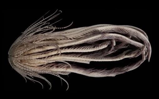 Морской монстр с 20 руками: В морях Антарктиды обнаружен новый вид
