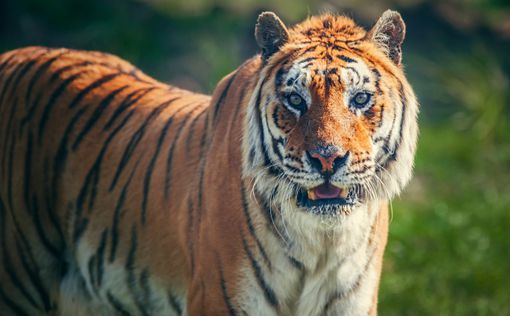 Путинский тигр Кузя не хочет возвращаться из Китая