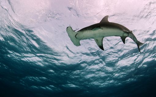 Австралийские рыбаки поймали акулу-молот рекордных размеров
