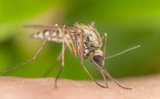 В двух местах в Израиле выявлены комары с лихорадкой Западного Нила