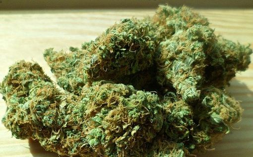 выращивание марихуаны в израиле