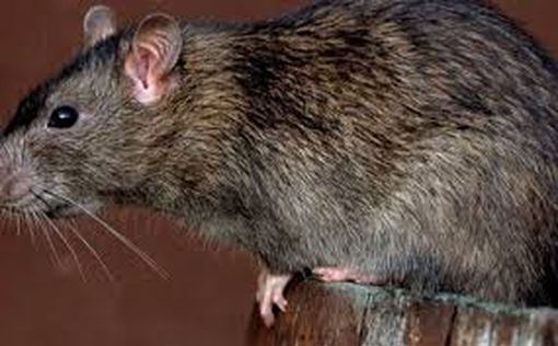 В Нью-Йорке бьют тревогу из-за нашествия крыс