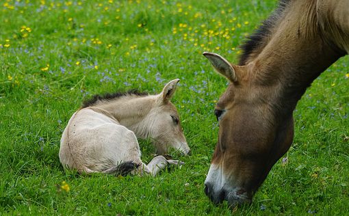 Ученые клонировали лошадь, которая умерла 20 лет назад