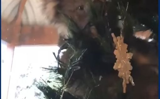 Семья обнаружила у себя дома коалу, украсившую елку
