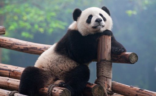 Большая панда тратит меньше калорий, чем человек