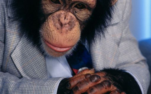 Суд США признал за шимпанзе права человека