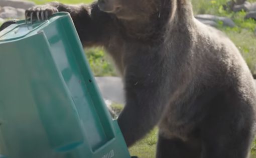 Медведь стащил GoPro и искупался с камерой в пруду: видео