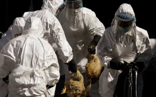 В Египте от вируса от H5N1 скончалось 10 человек