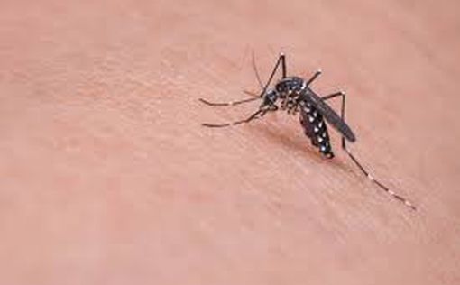 Комары-переносчики вируса Западного Нила выявлены на севере Израиля