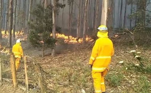 Люди и животные спасаются от лесных пожаров в Тасмании