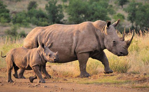 В Зимбабве удалят рога у всех носорогов, чтобы предотвратить браконьерство