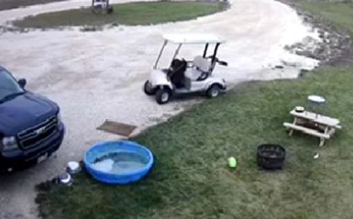 Собака угнала гольф-кар и устроила ДТП: видео