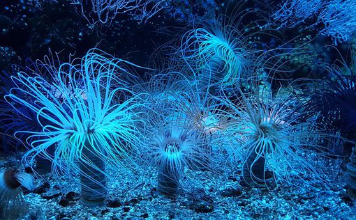 На дне океана обнаружили неизвестные формы жизни
