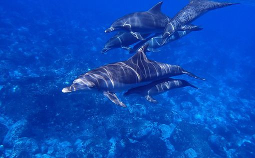 Дельфины, как и люди, меняют интонацию, когда общаются с детьми