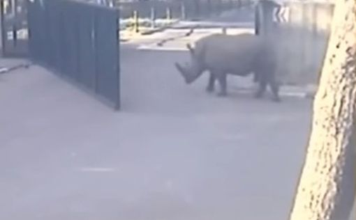 Из сафари-парка в Рамат-Гане сбежал носорог. Видео