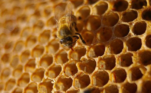 Мед улучшает память и снижает тревожность