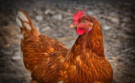 Антибиотики в курице могут нанести серьезный вред здоровью