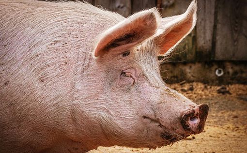 В РФ обнаружена африканская чума свиней: введен режим ЧС