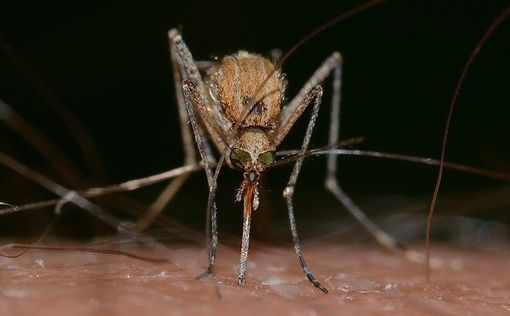 В Израиле замечены комары, зараженные вирусом Западного Нила