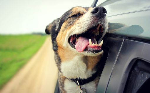 США: собаки угнали и разбили автомобиль