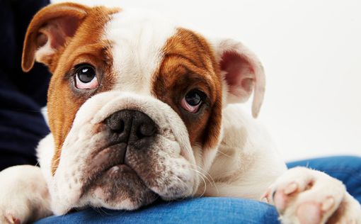 В Норвегии запретили разводить некоторые породы собак