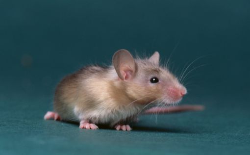 Мыши испытывают ужас от мужского запаха