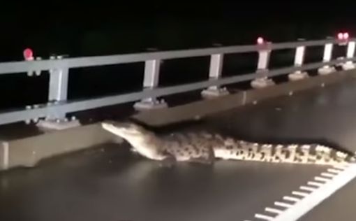 Потоп в Австралии: крокодилов и змей вынесло на улицы